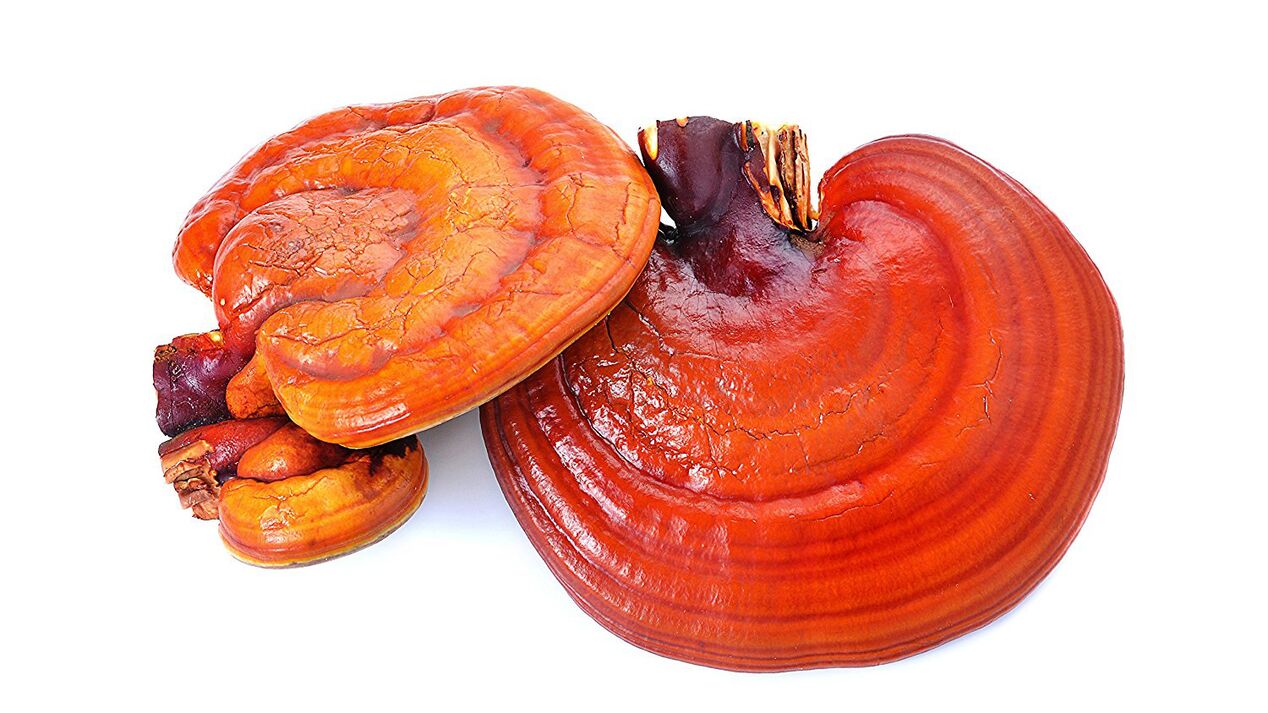 Magicoa'da Reishi Mantar Özü